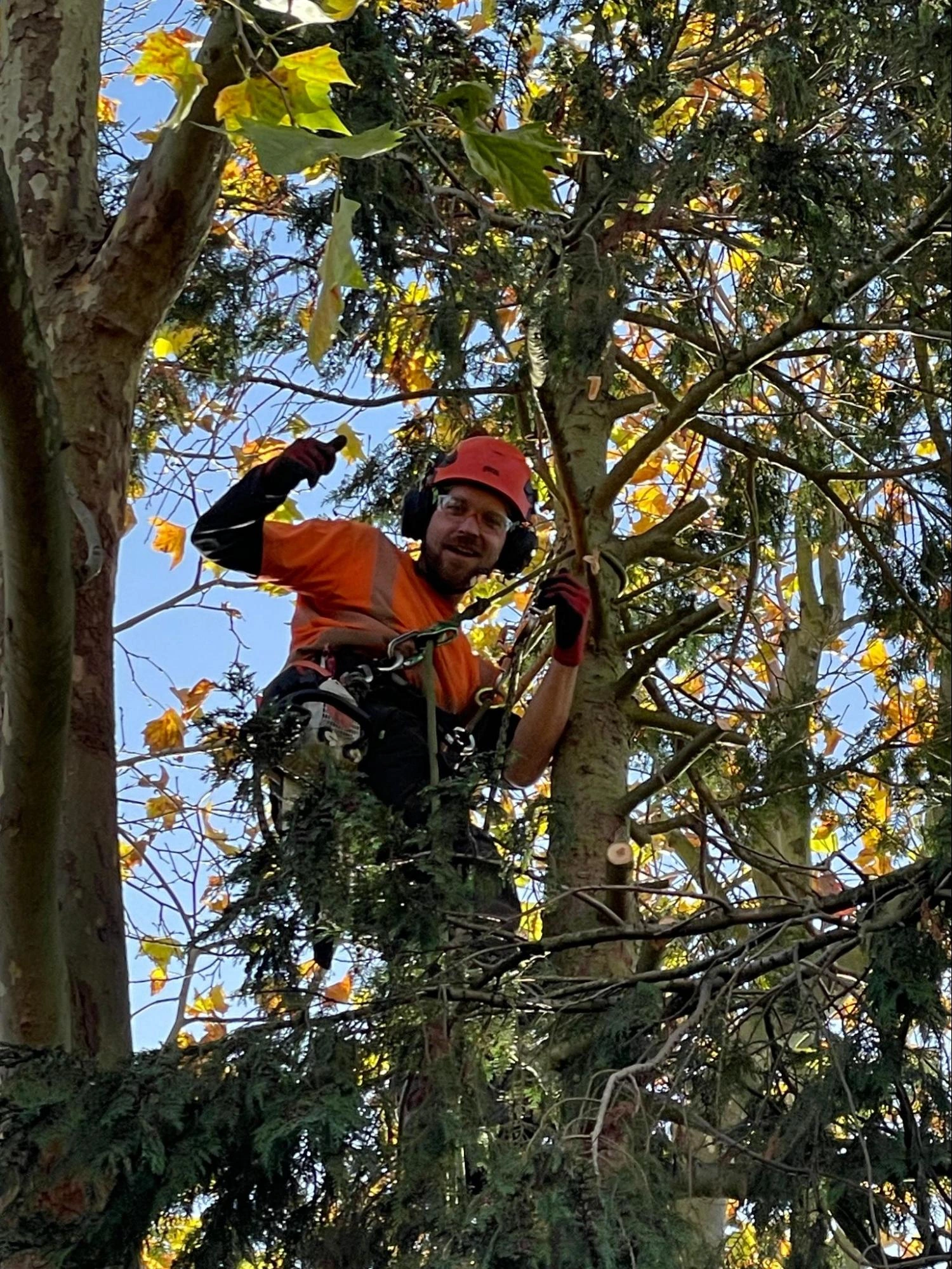 Shenfield Tree Care Experts
